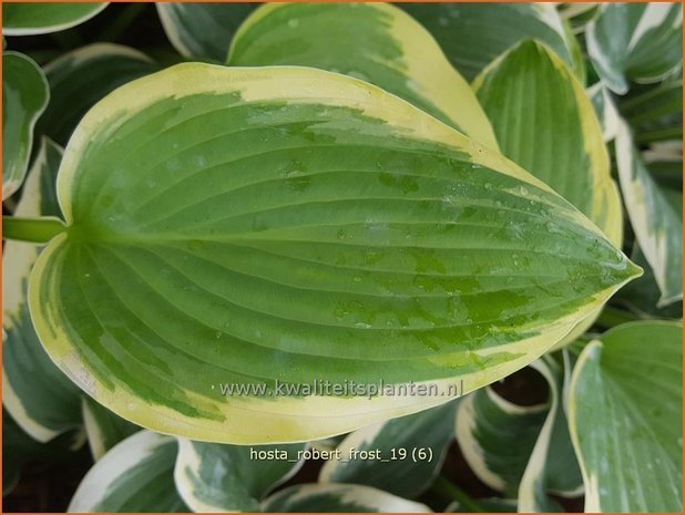 Hosta 'Robert Frost' | Hosta, Hartlelie, Funkia | Funkie