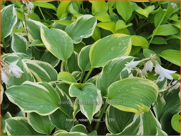 Hosta 'Robert Frost' | Hosta, Hartlelie, Funkia | Funkie