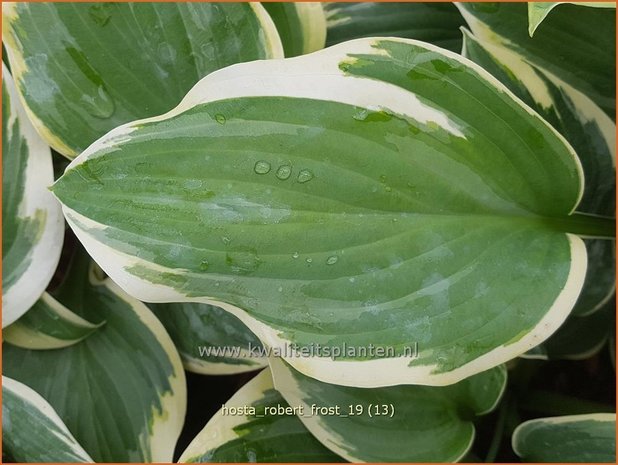 Hosta 'Robert Frost' | Hosta, Hartlelie, Funkia | Funkie