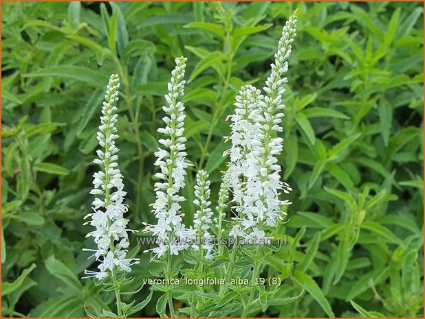Veronica longifolia 'Alba' | Lange ereprijs, Ereprijs | Langbl&auml;ttriger Ehrenpreis