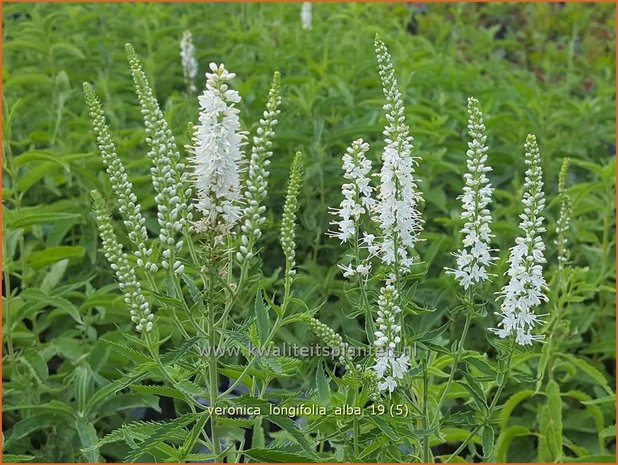 Veronica longifolia 'Alba' | Lange ereprijs, Ereprijs | Langbl&auml;ttriger Ehrenpreis
