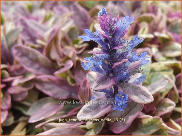 Ajuga tenorii 'Princess Nadia' | Zenegroen | Kriechender Günsel