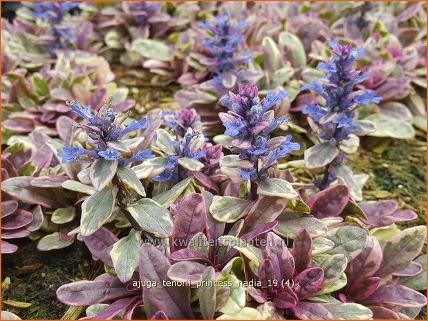 Ajuga tenorii 'Princess Nadia' | Zenegroen | Kriechender Günsel