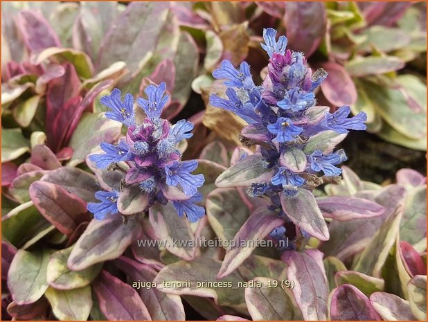 Ajuga tenorii 'Princess Nadia' | Zenegroen | Kriechender Günsel