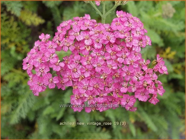 Achillea millefolium 'New Vintage Rose' | Duizendblad | Gewöhnliche Schafgarbe