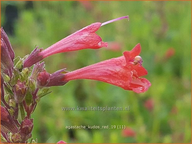 Agastache 'Kudos Red' | Dropplant, Anijsnetel | Duftnessel