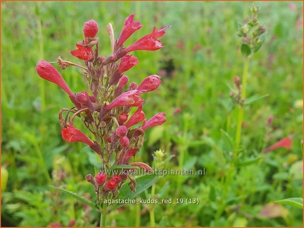 Agastache 'Kudos Red' | Dropplant, Anijsnetel | Duftnessel