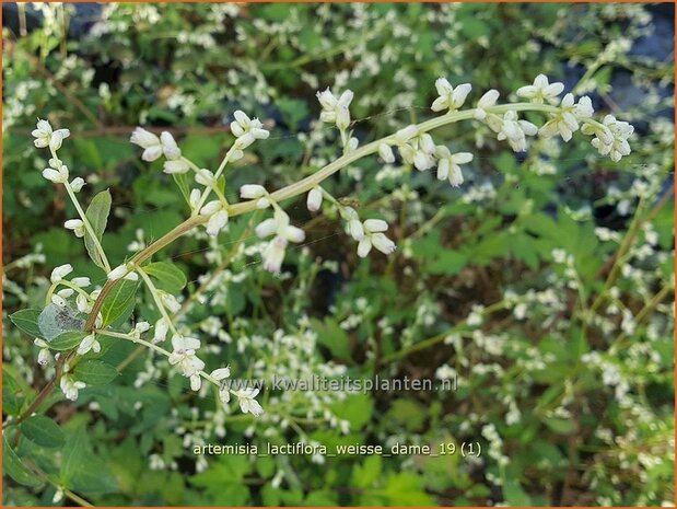 Artemisia lactiflora 'Weiße Dame' | Witte bijvoet, Alsem, Bijvoet | Weiße Raute