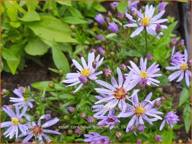 Aster cordifolius 'Blue Heaven' | Hartbladaster, Aster | Herzbl&auml;ttrige Schleier-Aster