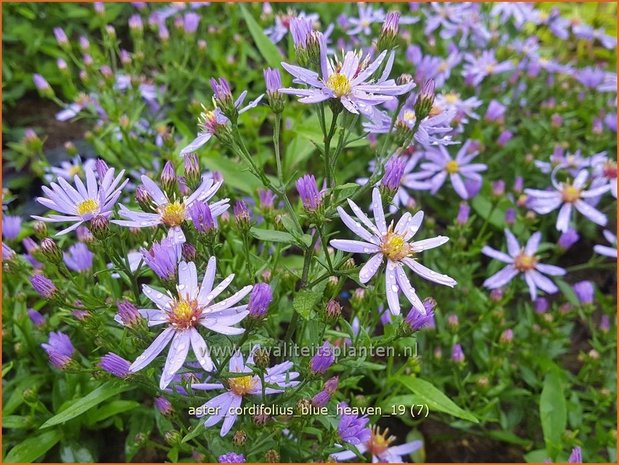 Aster cordifolius 'Blue Heaven' | Hartbladaster, Aster | Herzbl&auml;ttrige Schleier-Aster