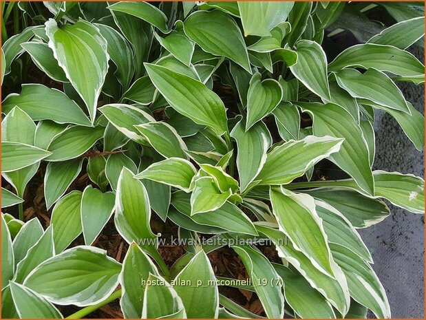 Hosta 'Allan P. McConnell' | Hosta, Hartlelie, Funkia | Funkie