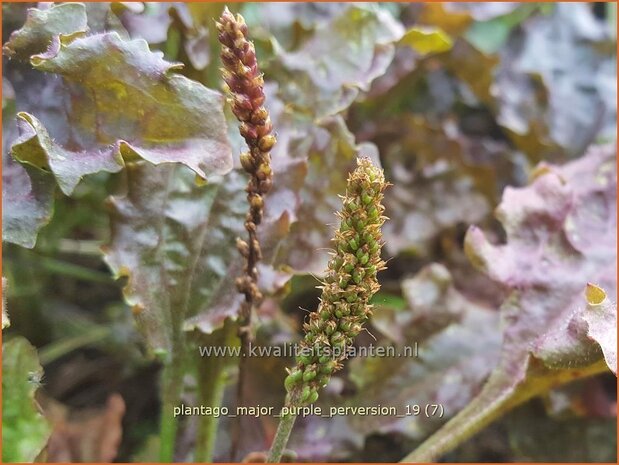 Plantago major 'Purple Perversion' | Grote weegbree, Weegbree | Rotblättriger Wegerich