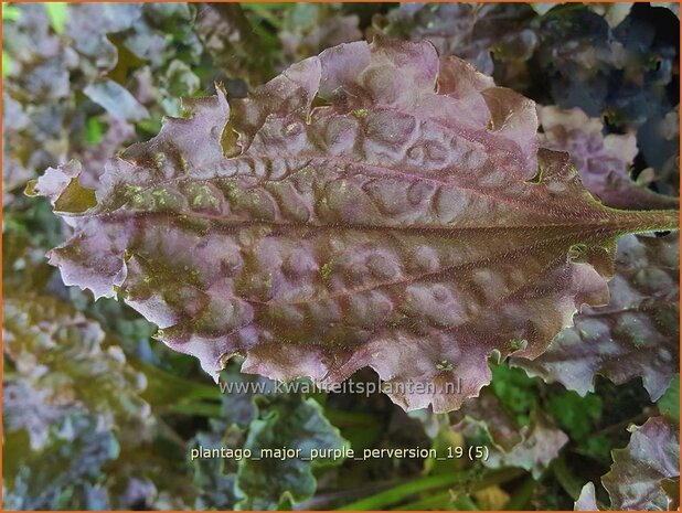 Plantago major 'Purple Perversion' | Grote weegbree, Weegbree | Rotblättriger Wegerich