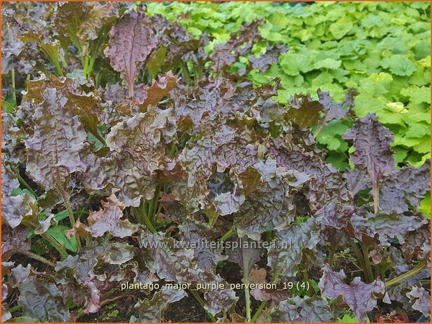 Plantago major 'Purple Perversion' | Grote weegbree, Weegbree | Rotblättriger Wegerich