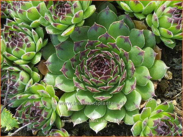Sempervivum 'Black Top' | Huislook, Donderblad | Hauswurz
