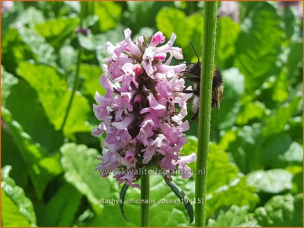 Stachys officinalis 'Rosea' | Betonie, Koortskruid, Andoorn | Echter Ziest