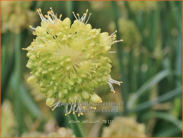 Allium obliquum | Siberisch look, Sierui, Look | Schiefer-Lauch