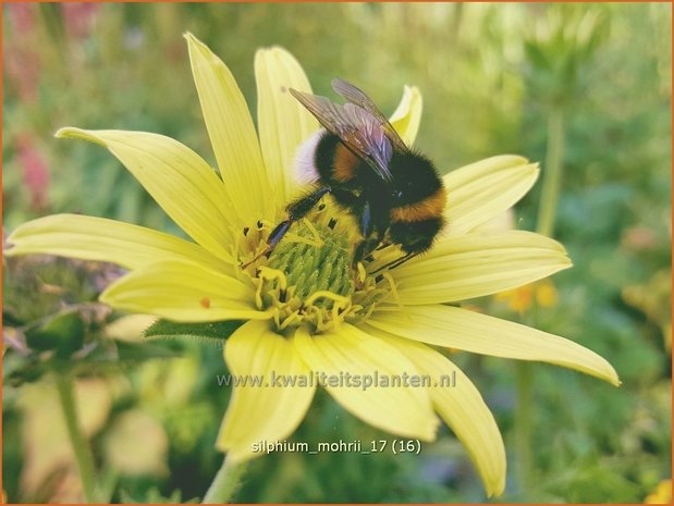Silphium mohrii | Zonnekroon | Silphie