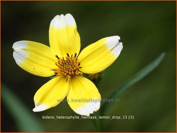 Bidens aurea 'Hannay's Lemon Drop' | Tandzaad | Zweizahn | Arizona Beggar's Ticks