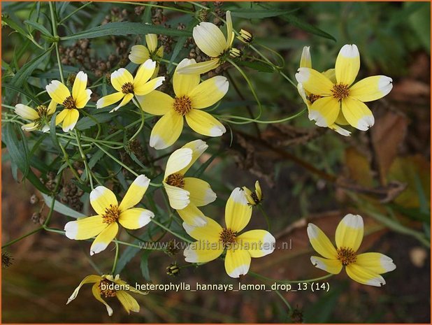 Bidens aurea 'Hannay's Lemon Drop' | Tandzaad | Zweizahn