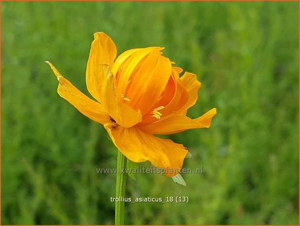 Trollius asiaticus | Aziatische kogelboterbloem | Sibirische Trollblume
