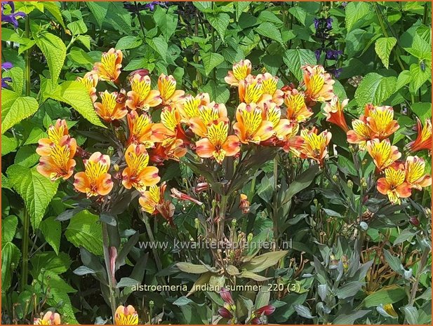 Alstroemeria 'Indian Summer' | Incalelie, Peruviaanse lelie | Inkalilie