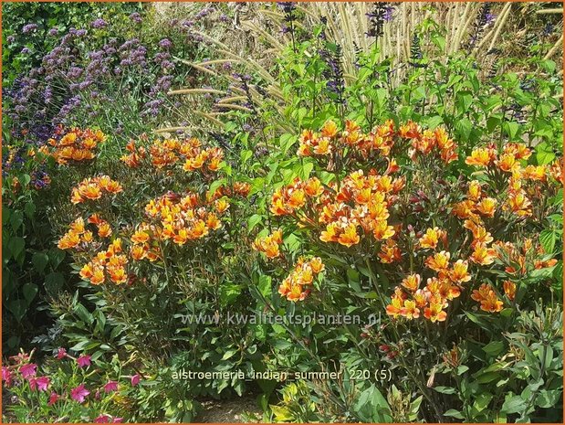 Alstroemeria 'Indian Summer' | Incalelie, Peruviaanse lelie | Inkalilie