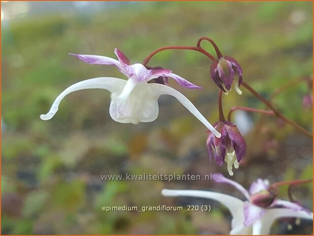 Epimedium grandiflorum | Elfenbloem | Gro&szlig;bl&uuml;tige Elfenblume