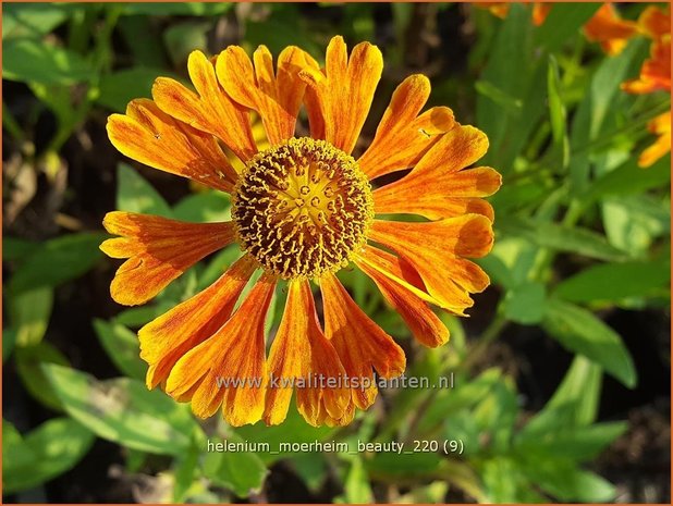 Helenium &#39;Moerheim Beauty&#39; | Zonnekruid | Sonnenbraut