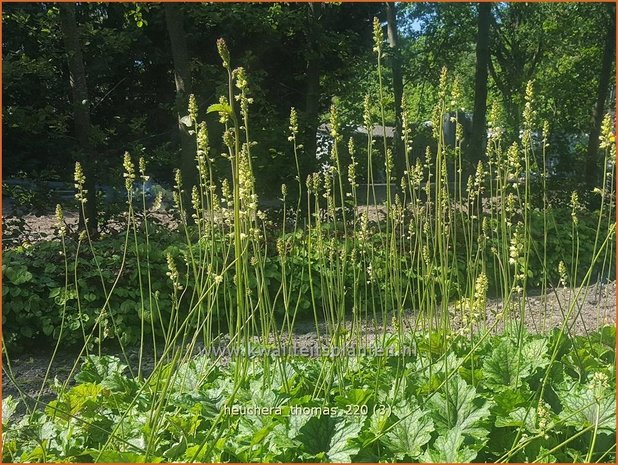 Heuchera &#39;Thomas&#39; | Purperklokje | Purpurglöckchen