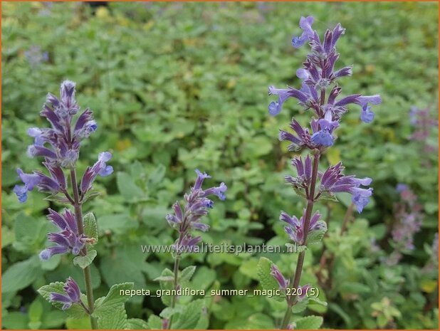 Nepeta grandiflora 'Summer Magic' | Kattenkruid | Gro&szlig;bl&uuml;tige Katzenminze