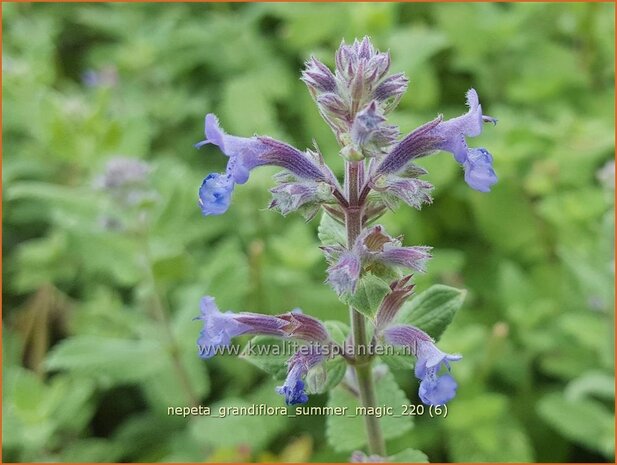 Nepeta grandiflora 'Summer Magic' | Kattenkruid | Gro&szlig;bl&uuml;tige Katzenminze