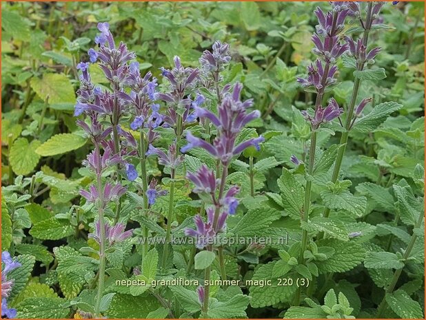 Nepeta grandiflora 'Summer Magic' | Kattenkruid | Gro&szlig;bl&uuml;tige Katzenminze