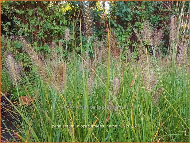 Pennisetum alopecuroides &#39;Hameln&#39; | Breed lampenpoetsersgras, Borstelveergras, Lampenpoetsersgras | Lampenputze