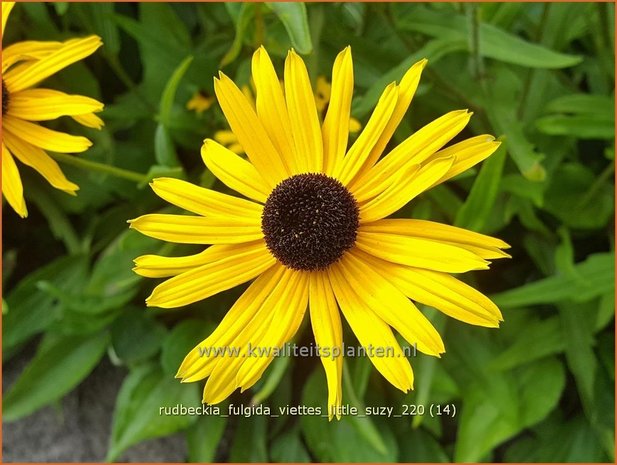 Rudbeckia fulgida &#39;Viette&#39;s Little Suzy&#39; | Zonnehoed | Gewöhnlicher Sonnenhut