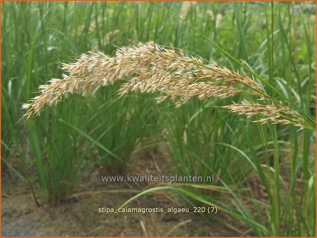 Stipa calamagrostis 'Alg&auml;u' | Vedergras | Silber&auml;hrengras