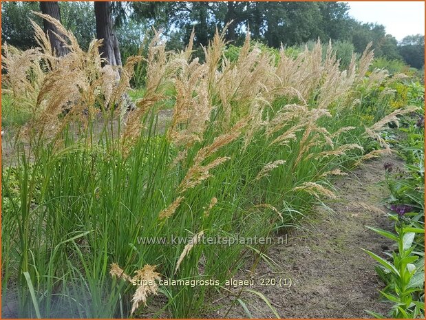 Stipa calamagrostis 'Alg&auml;u' | Vedergras | Silber&auml;hrengras