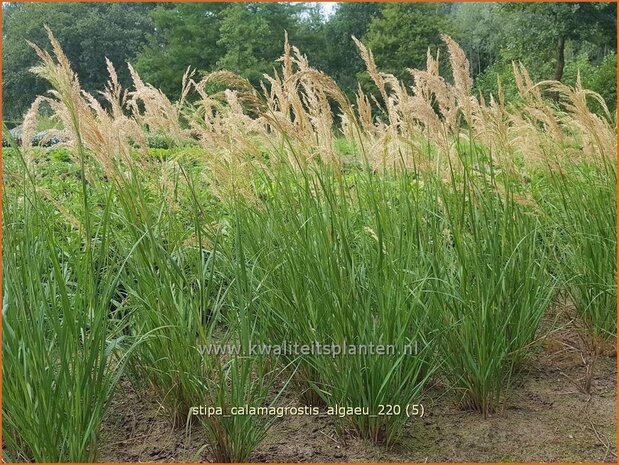 Stipa calamagrostis 'Alg&auml;u' | Vedergras | Silber&auml;hrengras