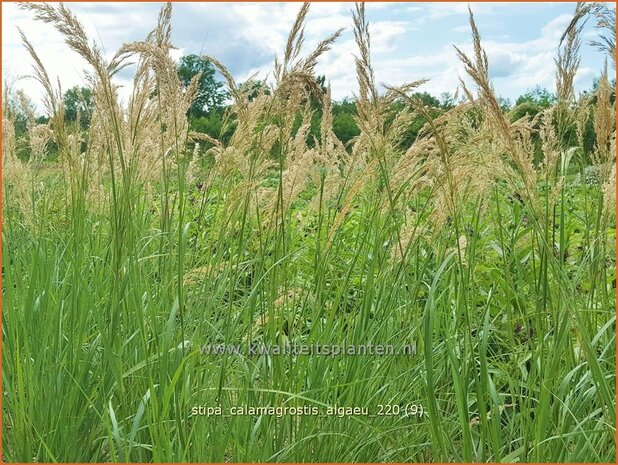 Stipa calamagrostis 'Alg&auml;u' | Vedergras | Silber&auml;hrengras