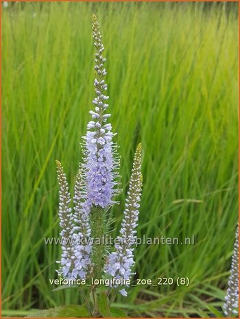 Veronica longifolia 'Zoe' | Lange ereprijs, Ereprijs | Langbl&auml;ttriger Ehrenpreis
