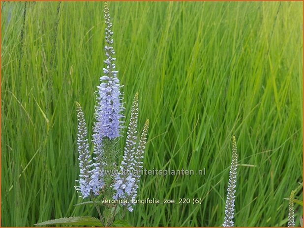 Veronica longifolia 'Zoe' | Lange ereprijs, Ereprijs | Langbl&auml;ttriger Ehrenpreis