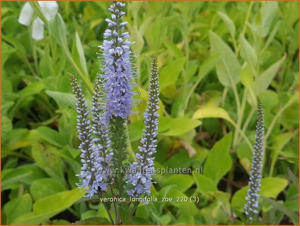 Veronica longifolia 'Zoe' | Lange ereprijs, Ereprijs | Langbl&auml;ttriger Ehrenpreis