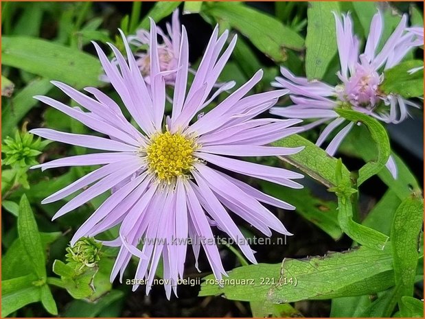 Aster novi-belgii 'Rosenquarz' | Nieuw-Nederlandse aster, Herfstaster, Aster | Glattblatt-Aster