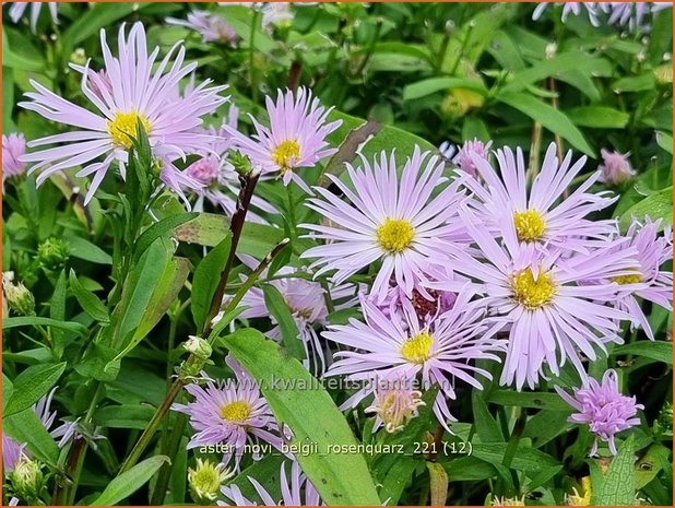 Aster novi-belgii 'Rosenquarz' | Nieuw-Nederlandse aster, Herfstaster, Aster | Glattblatt-Aster