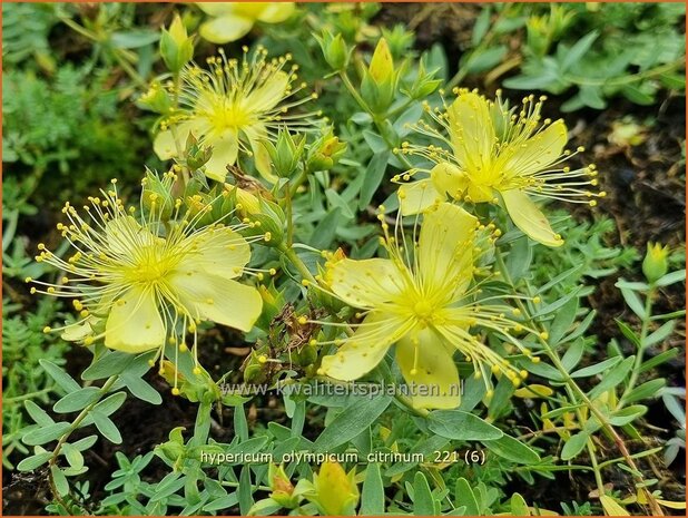 Hypericum olympicum &#39;Citrinum&#39; | Hertshooi | Olymp-Johanniskraut