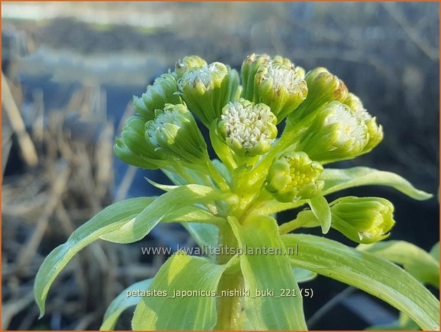 Petasites japonicus &#39;Nishiki-Buki&#39; | Japans hoefblad, Allemansverdriet, Pestwortel, Hoefblad | Japanische Pestw