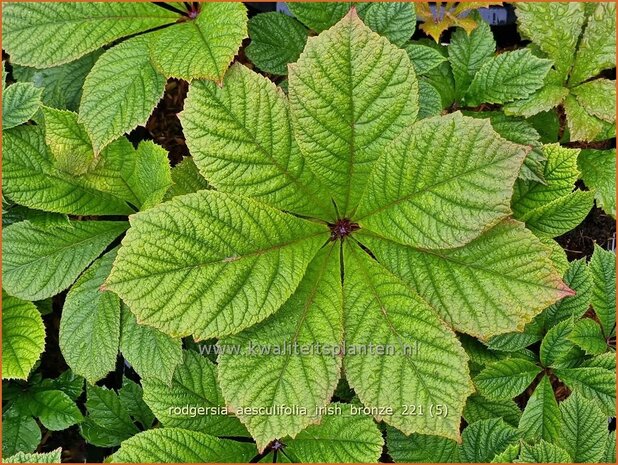 Rodgersia aesculifolia 'Irish Bronze' | Kastanjebladige astilbe, Schout-bij-nacht, Kijkblad | Kastanienbl&auml;ttri