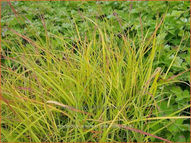 Miscanthus sinensis 'Little Miss' | Chinees prachtriet, Chinees riet, Japans sierriet, Sierriet | Chinaschilf