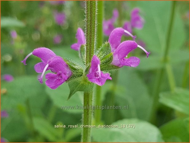 Salvia &#39;Royal Crimson Distinction&#39; | Salie, Salvia | Salbei