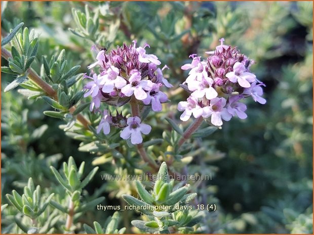 Thymus richardii &#39;Peter Davis&#39; | Tijm | Thymian